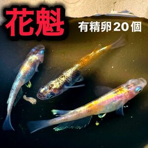 極上種親【花魁めだか】有精卵20個（保証5個含む）