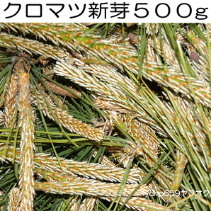 送料無料「 クロマツ 新芽 ５００ｇ 」 黒松 珍味 炊飯 料理 入浴剤 ジュース 無農薬 芳香剤 デトックス 青汁 漢方薬 松葉 野菜 精力剤