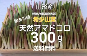 山形産　天然朝摘みアマドコロ(訳あり)約300g　あまどころ　春野菜　山菜