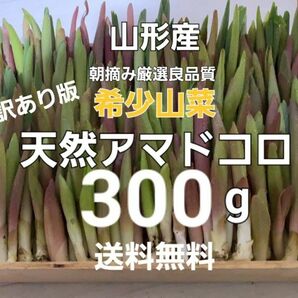 山形産　天然朝摘みアマドコロ(訳あり)約300g　あまどころ　春野菜　山菜
