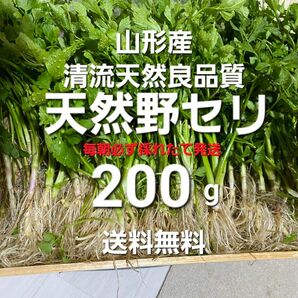 山形鳥海山清流産　天然朝摘みセリ約200g(せり)芹　セリ　春野菜　山菜