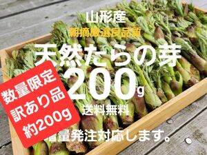 山形庄内鳥海山産　朝摘み天然訳ありたらの芽約200g　タラの芽　春野菜　山菜