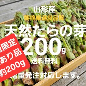 山形庄内鳥海山産　朝摘み天然訳ありたらの芽約200g　タラの芽　春野菜　山菜