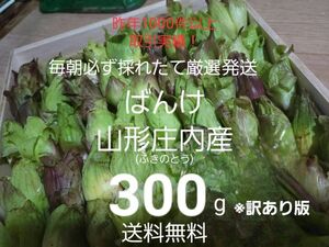 山形鳥海山産　朝摘み天然ばんけ約300g(訳ありふきのとう)蕗の薹　春野菜　山菜