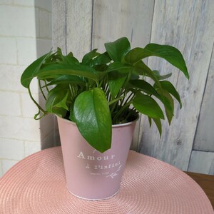  pothos teruno Amazon slit pot .. shipping 