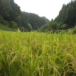 【復興米】コシヒカリ玄米５kg⑤ 石川県輪島産 ５年産 農家直送 遠赤外線乾燥 無農薬栽培 世界農業遺産 紙袋で発送の画像4