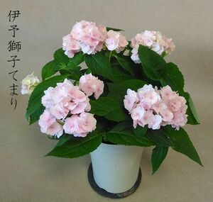 伊予獅子てまり　山紫陽花　アジサイ　ボリューム苗　③