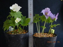 白花と紫花シラネアオイ の２ポット　セット_画像2