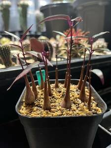 ペトペンチア　ナタレンシス実生　　　　　　　　　　　　塊根植物 コーデックス 