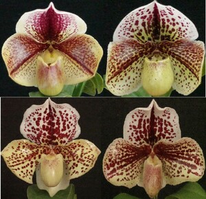  初蕾付株 Paph Blendia×S.Gratrix　整型花×ブラキ パフィオ 洋蘭