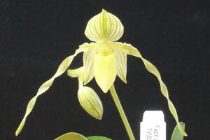 初蕾付株 今シーズン限定1株！ Paph philippinese var. robelenii fma. album 原種 パフィオ 洋蘭