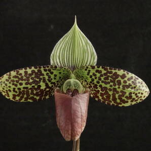 一点物 開花中 入賞圏内の優秀花 Paph sukhakulii 'Kuon'の孫 ぺタル幅3.1cm ('Gallant'BM/JOGA×'Andromeda'SSM/JOGA) パフィオ 原種 洋蘭の画像1