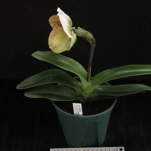 初花一点物 開花中 Paph Insect of Tengo × Nevada City 整型花 パフィオ 洋蘭の画像6