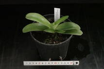 初蕾付株 今シーズン限定1株！ Paph philippinese var. robelenii fma. album 原種 パフィオ 洋蘭_画像4