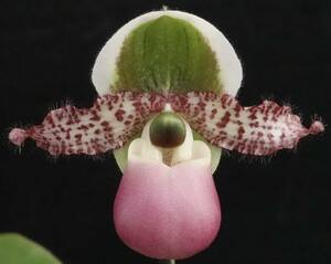 初蕾付株 Paph lieminaum ('Grande'×'Mary'SBM/JOGA) ② 原種 パフィオ 洋蘭 