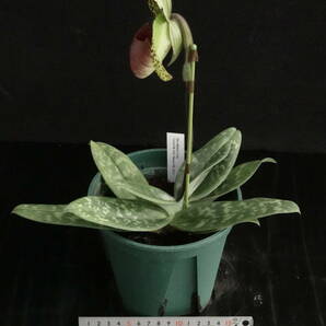 一点物 開花中 入賞圏内の優秀花 Paph sukhakulii 'Kuon'の孫 ぺタル幅3.1cm ('Gallant'BM/JOGA×'Andromeda'SSM/JOGA) パフィオ 原種 洋蘭の画像6