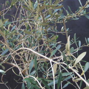 ☆小豆島で育んだ オリーブ アスコラーナ 鉢植え   2ｍの画像4