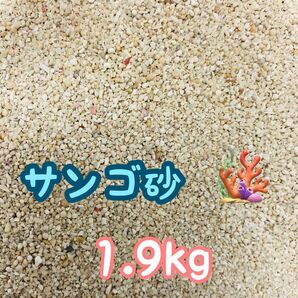 天然サンゴ砂 珊瑚砂 さんご砂 ろ材 海水水槽 ヤドカリ グッピー