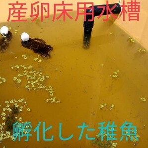 メダカ産卵床 10㎝ ★産助(さんすけ)５号藍【あい】５★ ※組立不要！金魚にもの画像7