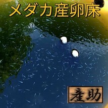 メダカ産卵床 10㎝ ★産助(さんすけ)2号黒５★ ※組立不要！金魚にも_画像9