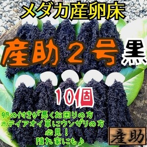 メダカ産卵床 　10㎝ ★産助(さんすけ)2号黒10★ ※組立不要！金魚にも