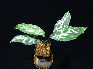 管14:Aglaonema pictum Tricolor AT from Tigalingga【AZ0120-2b】No20