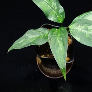 管17:Aglaonema pictum ちゃんぷーる from P.Pade【AZ0421-1】二芽、扱い難。の画像4