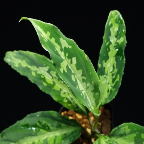 管20:Aglaonema pictum"ちゃんぷーる"HD from Aceh barat【AZ1019-2c】 稀斑 の画像2