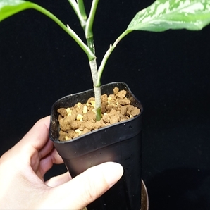 管30:Aglaonema pictum ちゃんぷーる from P.Pade【AZ0421-1b】No3 反転柄。の画像6