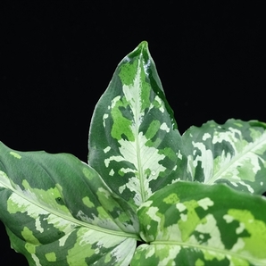 管33:Aglaonema pictum”Crusader”BNN from Sibolga timur【AZ0721-1a】No1の画像4