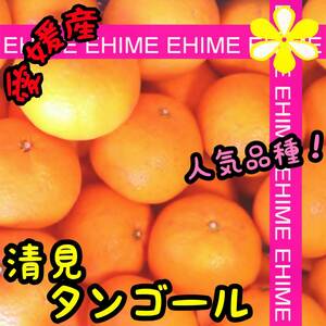 ★☆ 清見タンゴール　2.5キロ 【愛媛蜜柑 限定2箱 人気柑橘 特価品】