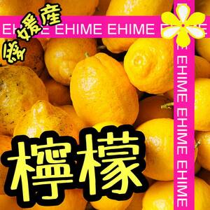 ★☆ 檸檬（レモン）無農薬　5キロ 【愛媛蜜柑 限定2箱 人気柑橘 今だけ特価】