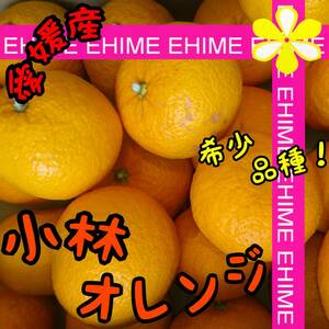 ★☆ 小林オレンジ　2.5キロ 【愛媛蜜柑 限定1箱 希少柑橘 特価品】