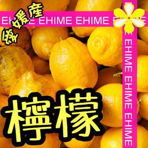 ★☆ 檸檬（レモン）無農薬　2.5キロ 【愛媛蜜柑 限定1箱 人気柑橘 特価品】