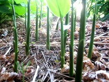 お安く♪黒部産 天然みょうが・ミョウガ・冥加の地下茎・苗50本以上_画像9