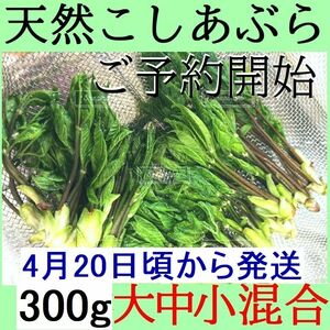 【ご予約開始】立山水系・黒部産：こしあぶら・コシアブラ【大中小混合】【4月20日頃～予約順に発送】300ｇ【クール便or保冷発送】