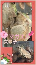 ●アマガエル・雌(女の子)１匹を５匹出品★ふっくら可愛ぃ〜です(#^.^#)♪♪大人のアマガエルです♪♪_画像1