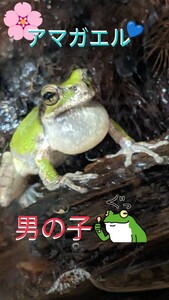 ●アマガエル・雄(男の子)１匹を６点出品★良く鳴いてまして、可愛ぃ〜です(#^.^#)♪♪大人のアマガエルです♪♪