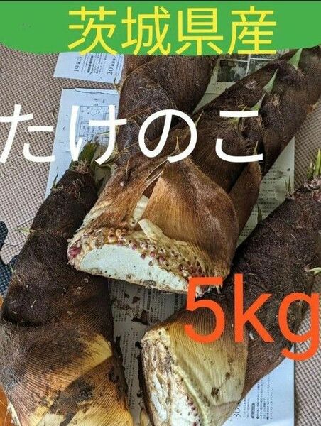 無農薬　茨城県産　たけのこ　5kg