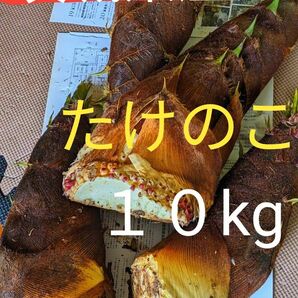 無農薬　茨城県産　たけのこ　10kg