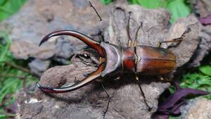 トゥルンカートスホソアカクワガタ　♂７０ミリペア　赤褐色タイプ　スマトラ島　Mt.Dempo産 WD　インドネシア便 