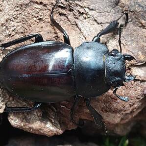 キルヒナーツヤクワガタ♂４０．５ミリ♀３３．５ミリペア 黒タイプ スマトラ島 パダン産 インドネシア便 WDの画像2