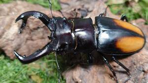 セアカフタマタクワガタ♂９２ミリペア　超特大　スマトラ島　インドネシア便　ＷＤ