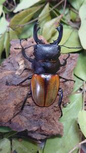 キルヒナーツヤクワガタ♂６０ミリ♀３３．１ミリペア　♂長歯タイプ　スマトラ島　パダン産　インドネシア便　WD