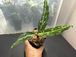 アグラオネマ　Aglaonema pictum ちゃんぷーるHD from Aceh barat 【AZ1021-3a】 発送日注意事項をよくお読みください。