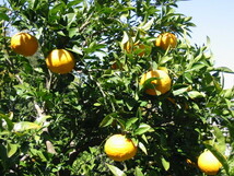 ☆訳あり キズあり 静岡県伊豆半島より 無農薬ノーワックス 甘夏みかん 紅甘夏混載有り 10kg以上☆⑤_画像6