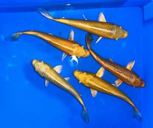 . colored carp ( goods judgement . for establish common carp ) this year 23 year production 17~20., mountain blow yellow gold 3ps.@ silver . mountain blow 2 ps ( peach Taro x Izumi shop, small thousand . production )430, animation have 