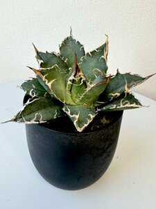 14 メリクロン苗 Agave titanota Oaxaca from Arizona アガベ チタノタ　オアハカ　メリクロン　