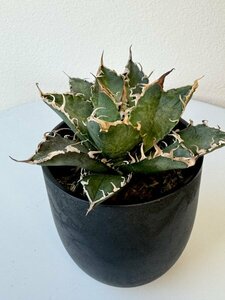 15 メリクロン苗 Agave titanota Oaxaca from Arizona アガベ チタノタ　オアハカ　メリクロン　