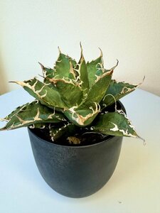 18 メリクロン苗 Agave titanota Oaxaca from Arizona アガベ チタノタ　オアハカ　メリクロン　